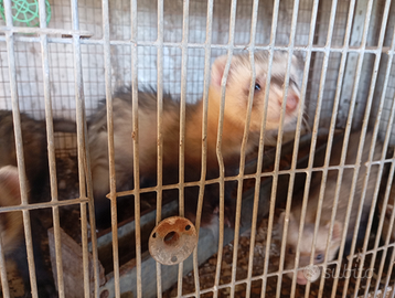 Furetti pronti leggi