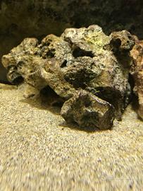 Rocce resina acquario