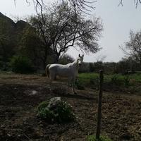 Stallone arabo - egiziano