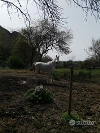 Stallone arabo - egiziano