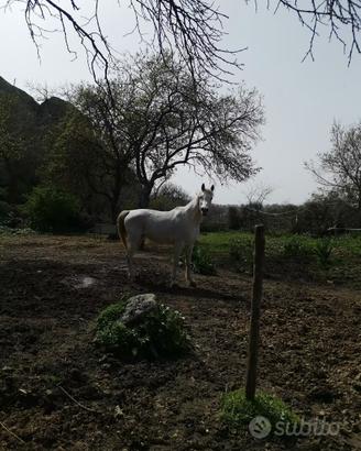 Stallone arabo - egiziano