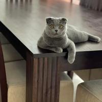 Tavolo e 12 sedie di legno Teak