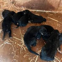 Cuccioli pastore Tedesco