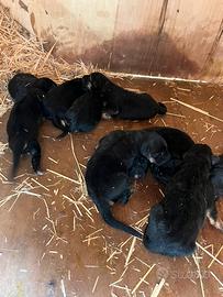 Cuccioli pastore Tedesco