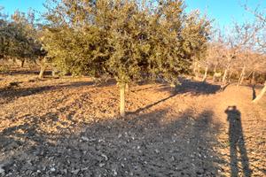 NOCETO+Ulivi