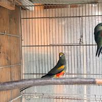 Parrocchetto multicolor