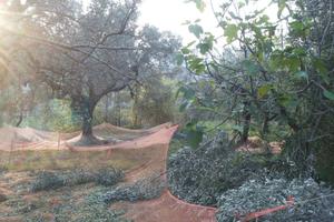 Terreno con rustico