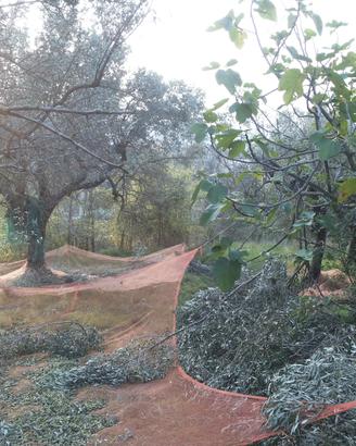 Terreno con rustico