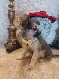 Chihuahua cucciolo di quattro mesi disponibile