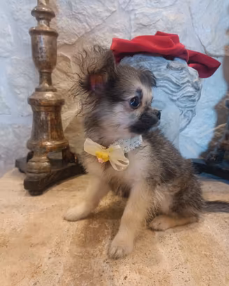 Chihuahua cucciolo di quattro mesi disponibile