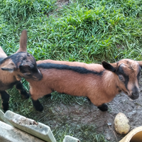 Capretti camosciati da riproduzione