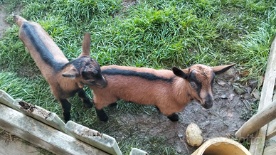 Capretti camosciati da riproduzione