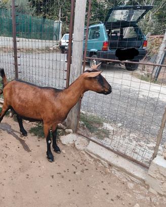Capra camosciata