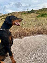 Dobermann
