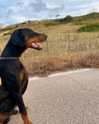 Dobermann