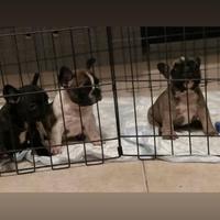 Cuccioli di Bulldog Francese