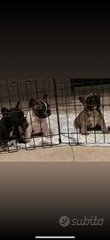 Cuccioli di Bulldog Francese