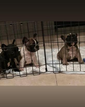 Cuccioli di Bulldog Francese