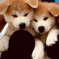 Akita Inu con pedigree ENCI