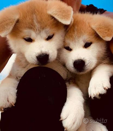 Akita Inu con pedigree ENCI