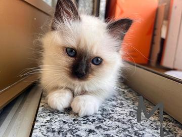 Cuccioli sacro di Birmania