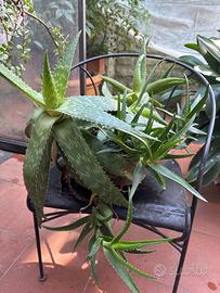 Pianta di aloe