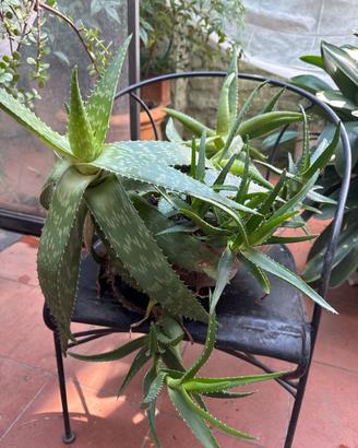 Pianta di aloe