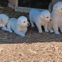 Cuccioli di maremmano