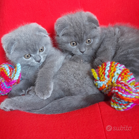 Cuccioli Scottish fold e Scottish straight