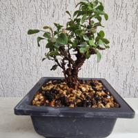 bonsai 