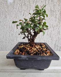 bonsai 