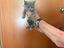 Immagine 4
