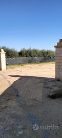 Terreno agricolo a 200 metri dal mare