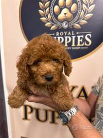 Cucciolata barboncini subito disponibili promo