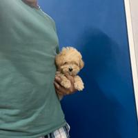 Maltipoo nocciola mini toy barboncino Maltese