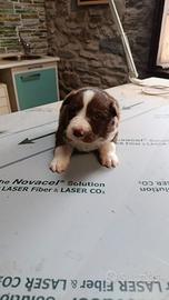 Cuccioli border collie alta genealogia pedigree