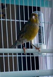 Canarino Spagnolo 2025