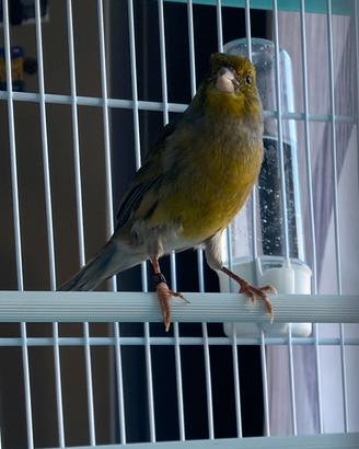 Canarino Spagnolo 2025