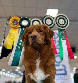 Nova Scotia Duck Tolling Rettriever- Toller