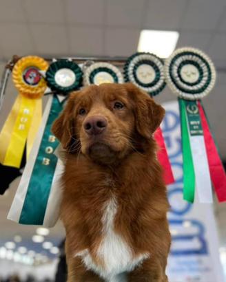 Nova Scotia Duck Tolling Rettriever- Toller
