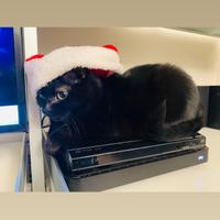 Gatto nero europeo