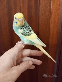 Cocorite allevate a mano