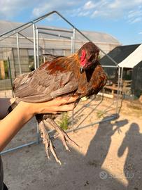 Gallo Olive egger