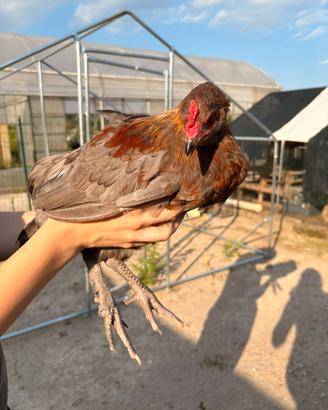 Gallo Olive egger