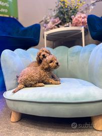 Cuccioli barboncini toy mini albicocca