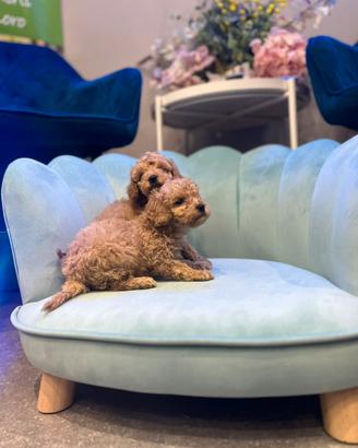 Cuccioli barboncini toy mini albicocca