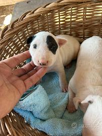 Bull terrier