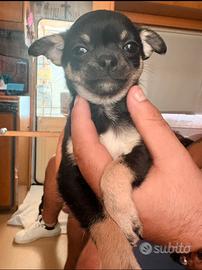Ultima cucciola di Chihuahua