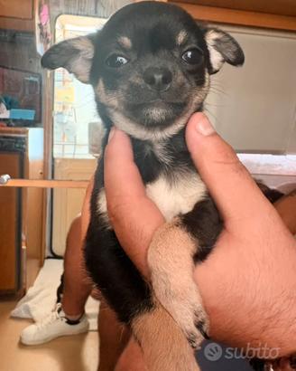 Ultima cucciola di Chihuahua