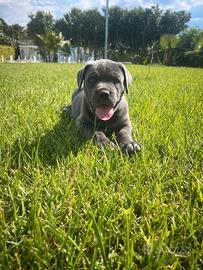 Cuccioli corso